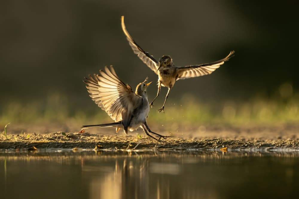 Golden Hour Bird Fight by Rob Li — canvas wall art