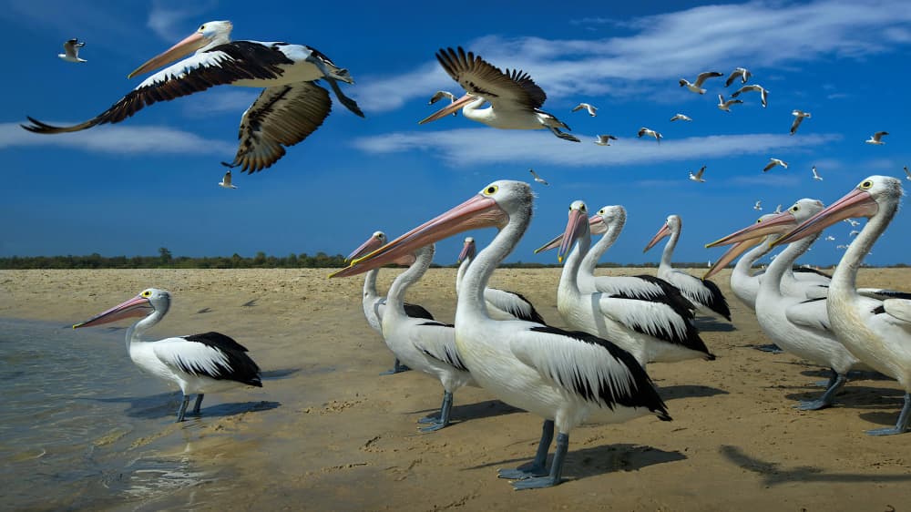 Pelicans on the Beach by Emanuel Papamanolis — canvas wall art