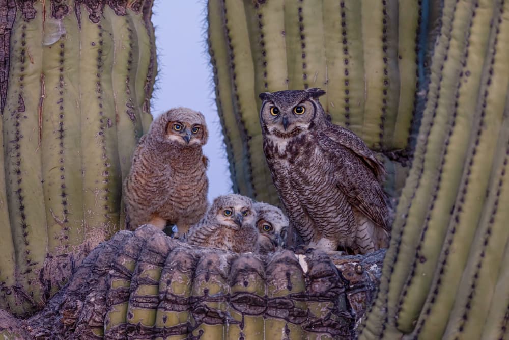 Great Horned Owl Family by Max Wang — canvas wall art