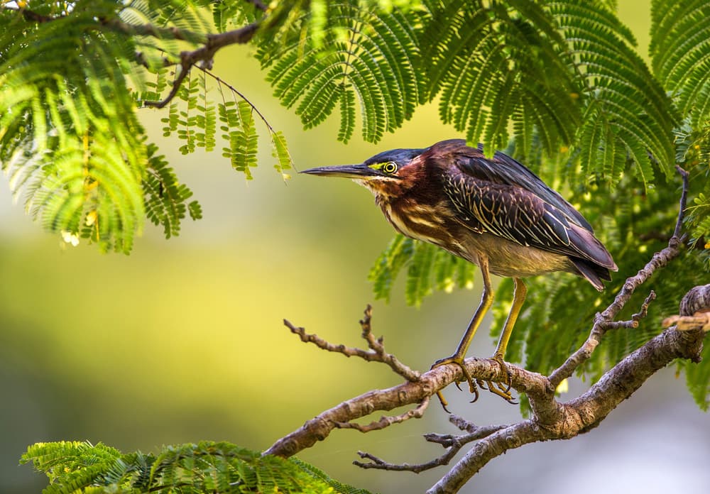 Green Heron on Branch by verdon — canvas wall art