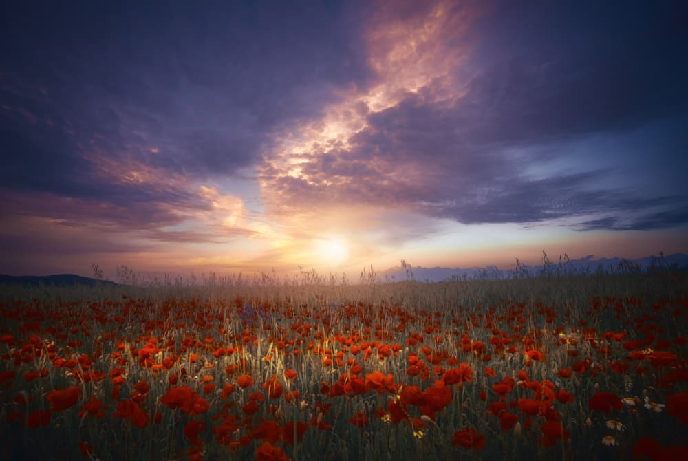 Red Poppies At Sunset by joanaduenas — canvas wall art