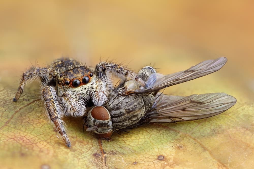 Jumping Spider Catch by Carles Just — canvas wall art