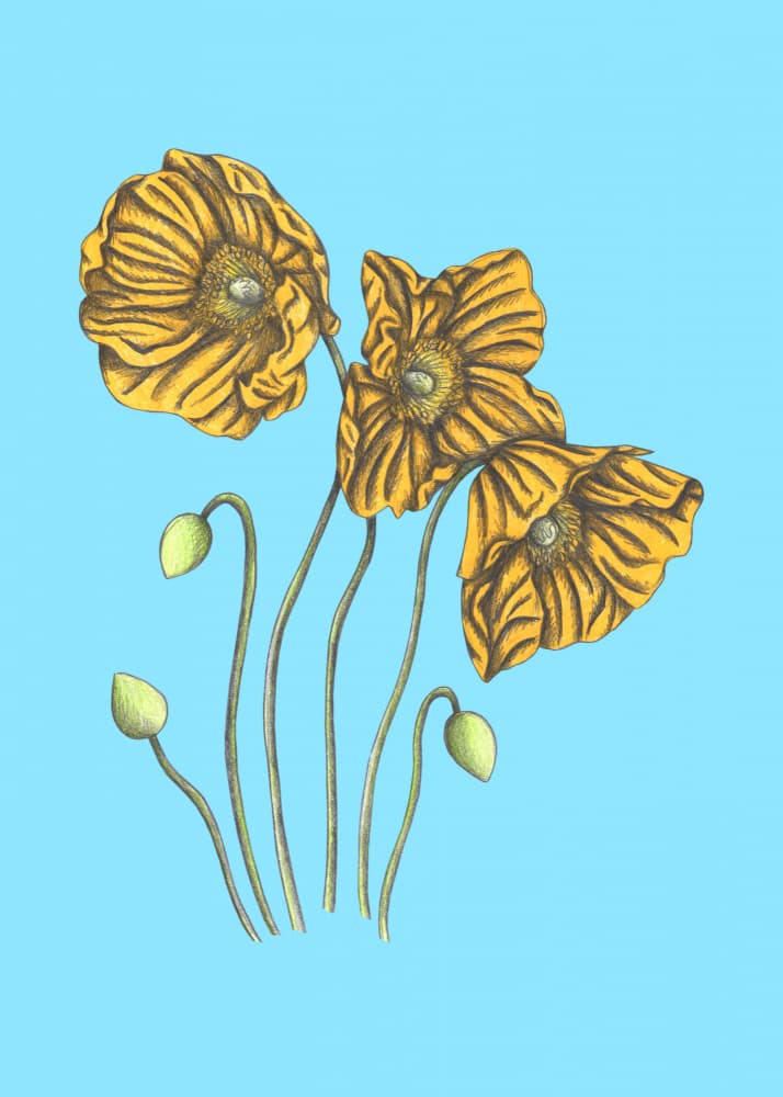 Bright Yellow Poppies by Cecilia Battaini — canvas wall art