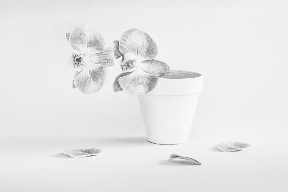 Two Beautiful Flowers by Lisa Zhang — canvas wall art