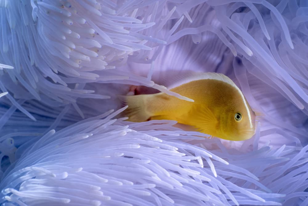 Pink Clownfish Anemone by Serge Melesan — canvas wall art