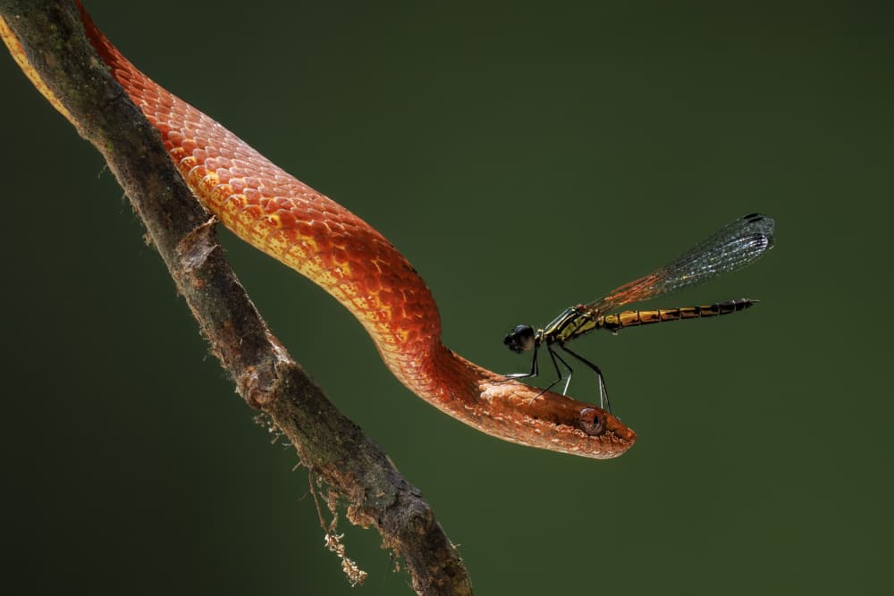 Damselfly on Snake's Head by HuongHoang — canvas wall art
