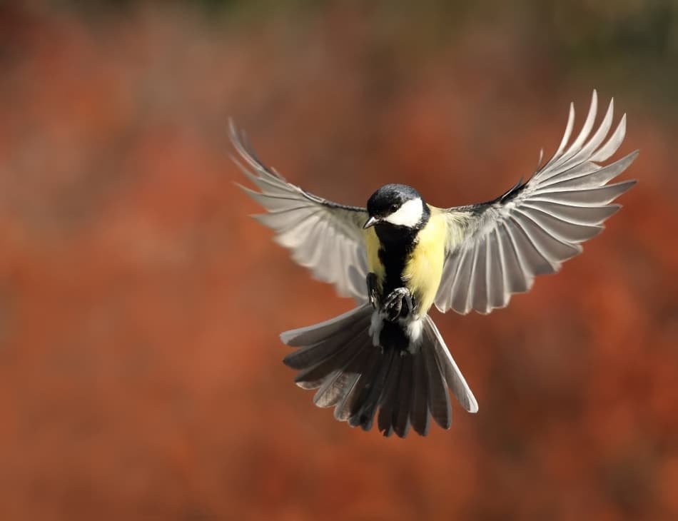 Great Tit in Flight by Barré Thierry — canvas wall art