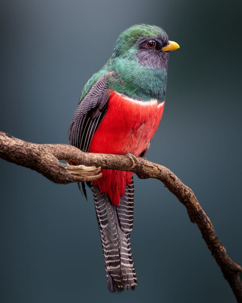 Vibrant Trogon on Branch by Cristian Vasile — canvas wall art