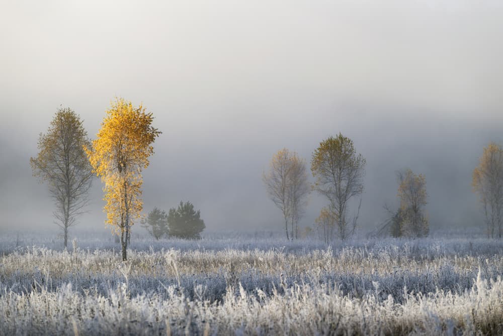 Golden Tree Misty Morning by Dmitry Doronin — canvas wall art