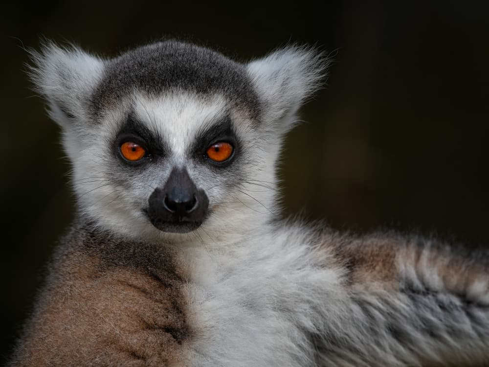 Intense Lemur Gaze by Mathilde Guillemot — canvas wall art