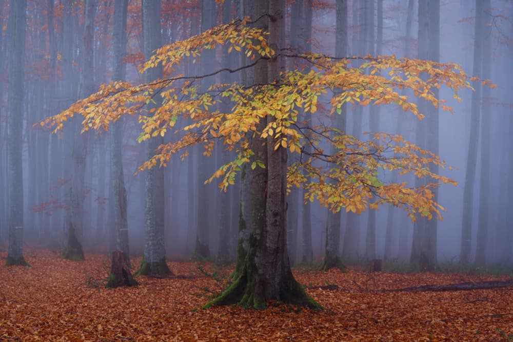 Golden Autumn Tree by Ali Fallahzadeh — canvas wall art