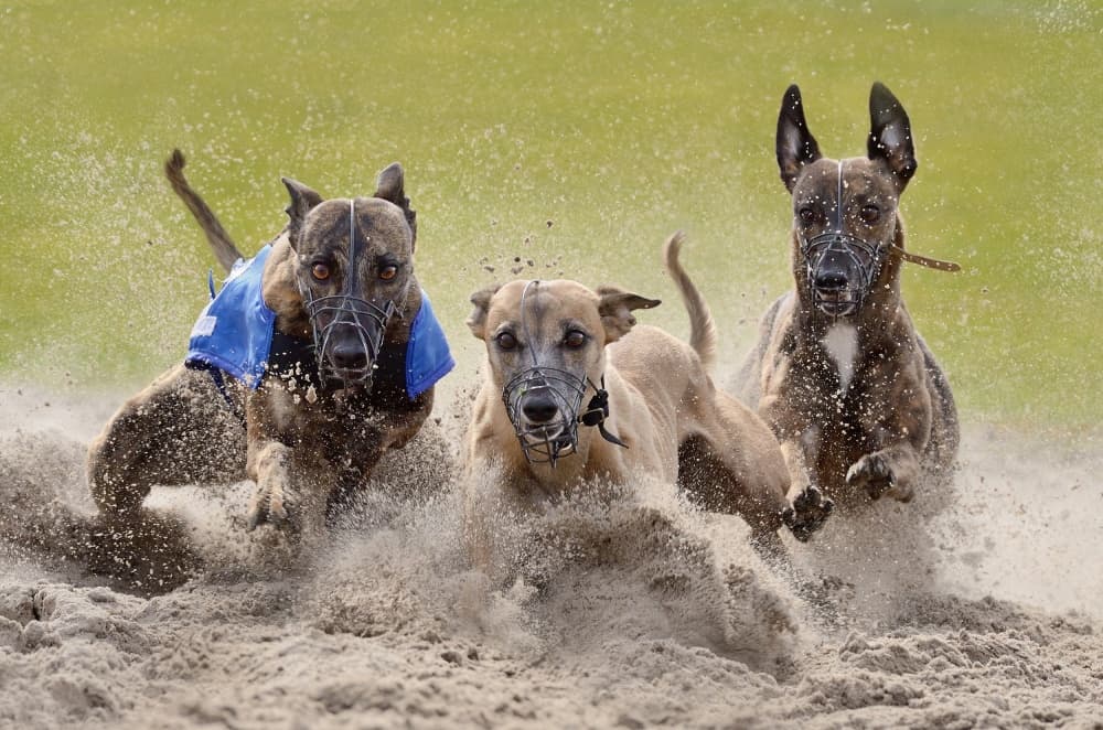 Racing Greyhounds Sprint by Muriel Vekemans — canvas wall art