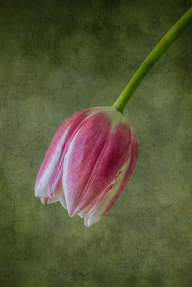 Blushing Pink Tulip by Lisa Zhang — canvas wall art