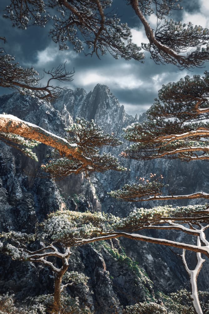 Majestic Winter Pines by NingYun Ye — canvas wall art