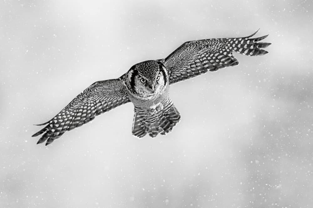 Flying Snow Owl by Jun Zuo — canvas wall art