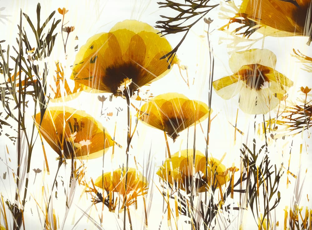 Promise by Nel Talen — canvas wall art
