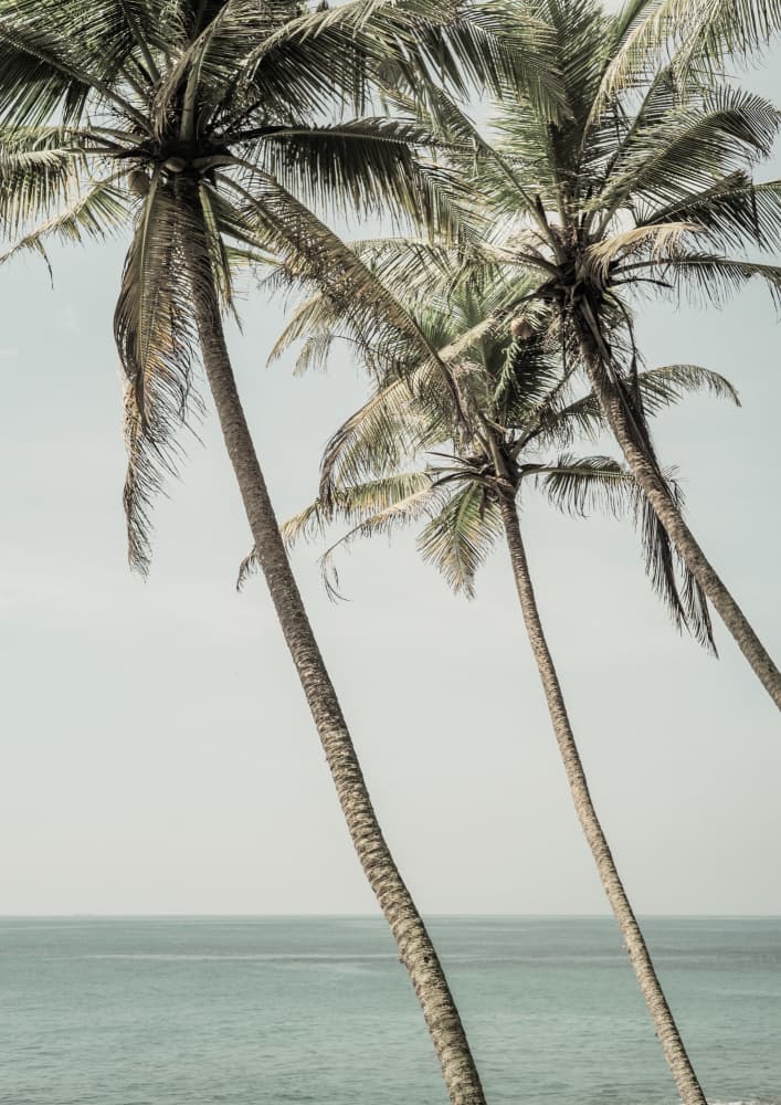 Ocean Breeze Palms by Shot by Clint — canvas wall art