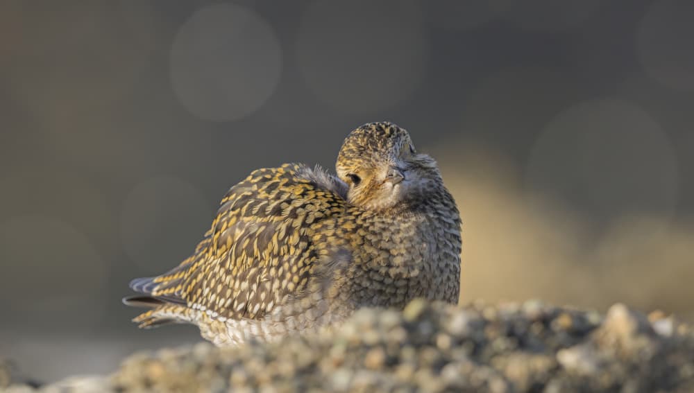 Peaceful Golden Bird by Marco Barisone — canvas wall art