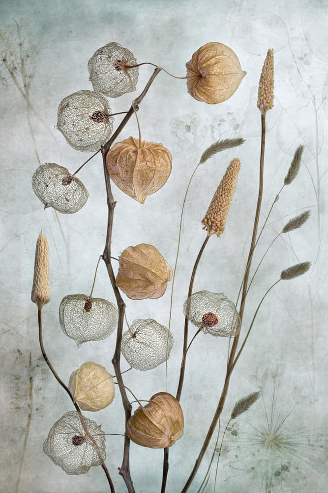 Lanterns* by Mandy Disher — canvas wall art