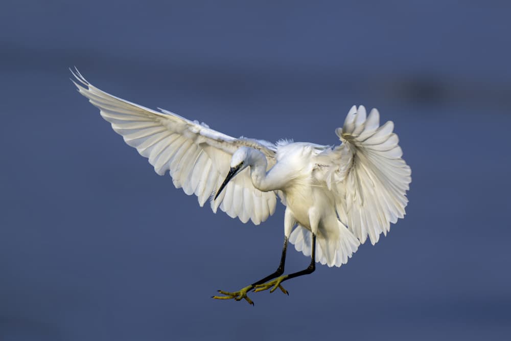 White Egret Landing by Mallal Moshe — canvas wall art