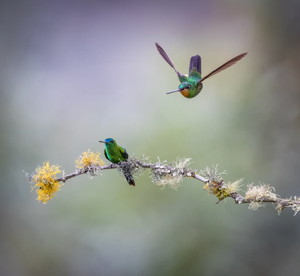 Emerald Hummingbirds Branch Hover by Eugene Zhu — canvas wall art