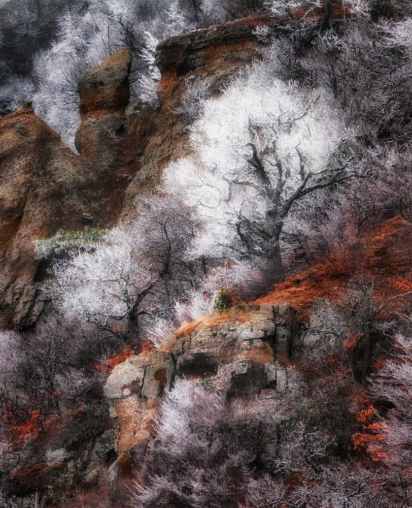 Frosted Winter Trees by Kirill Volkov — canvas wall art