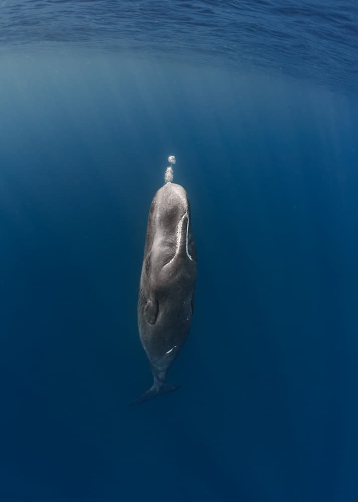 Majestic Sperm Whale by Jennifer Lu — canvas wall art