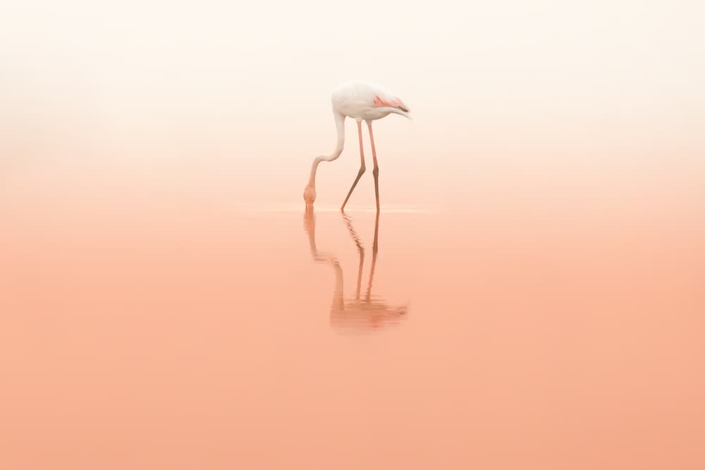 Pink Flamingo Reflection by Natalia Rublina — canvas wall art
