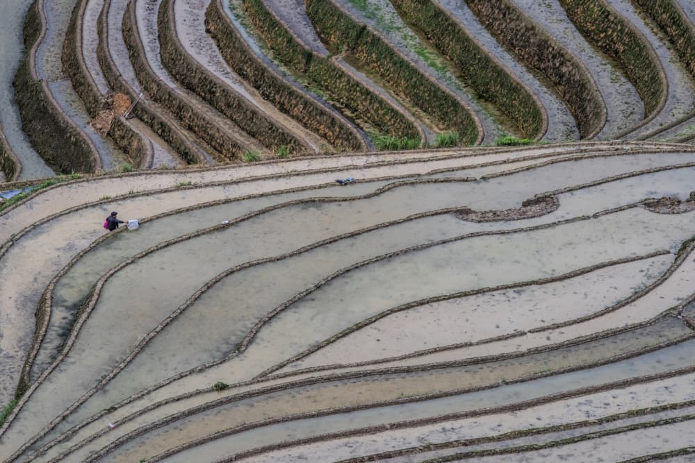 Serene Terraced Fields by Jay Zhu — canvas wall art