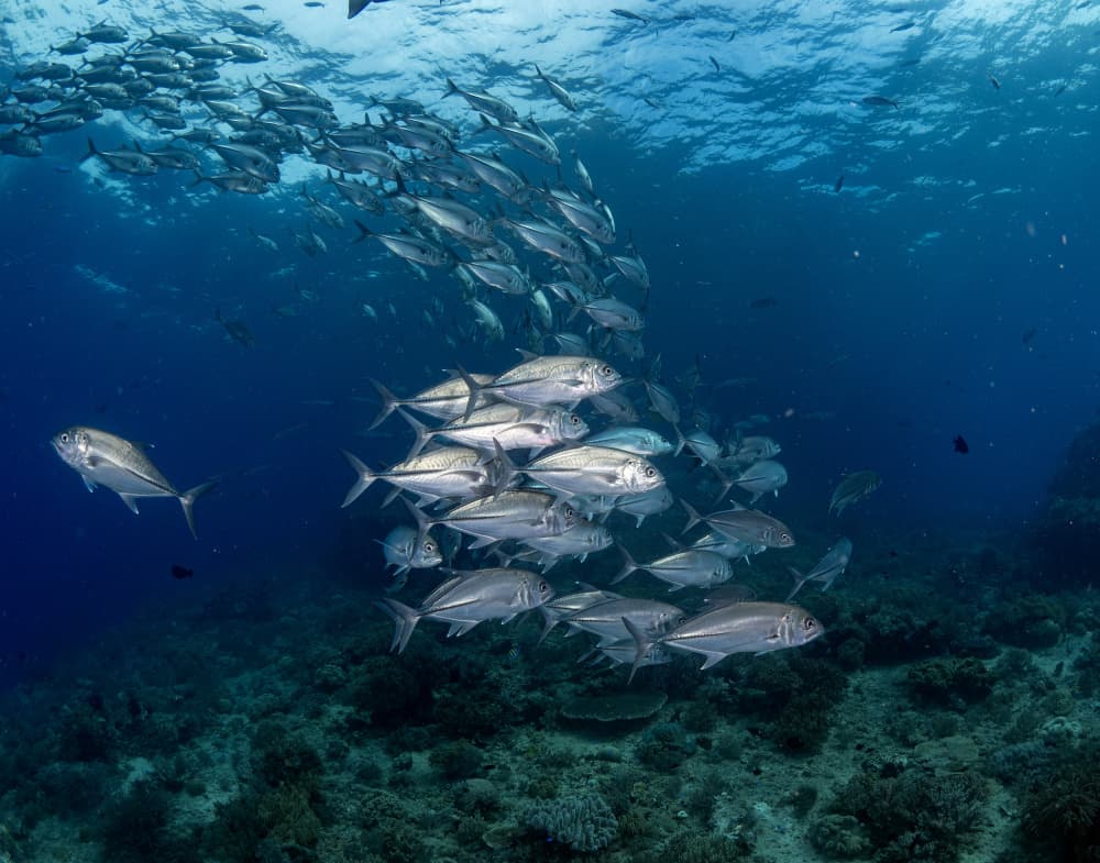 Underwater Schooling Fish by Ilan Ben Tov — canvas wall art