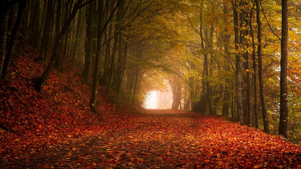 Sunlit Autumn Path by Flegner Calin — canvas wall art