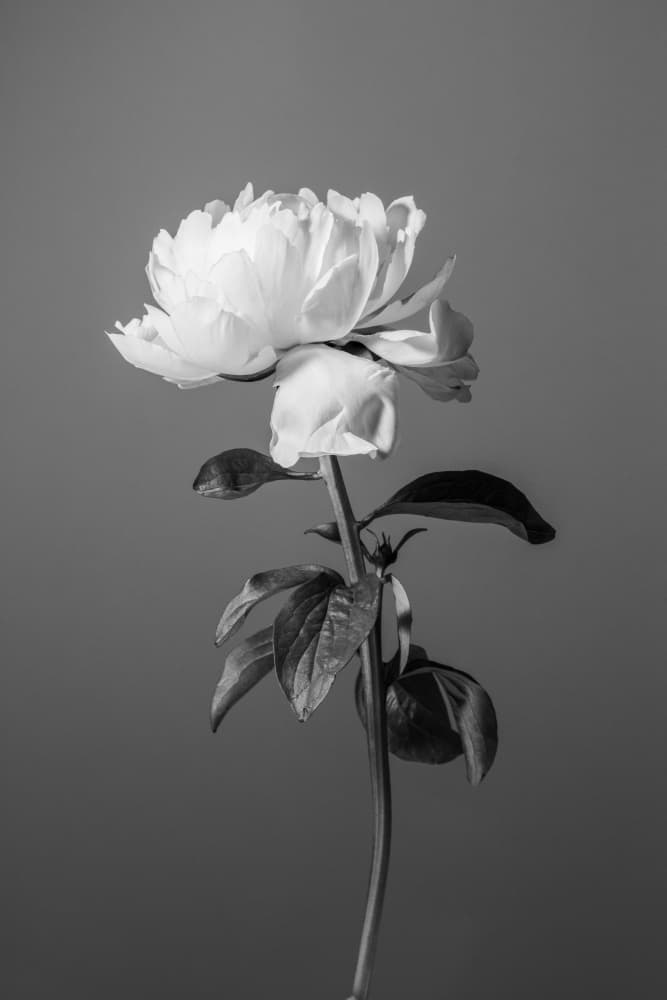 Monochrome Peony Flower by Pictufy Studio III — canvas wall art