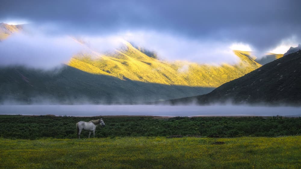 Misty Mountain White Horse by TIANQI — canvas wall art