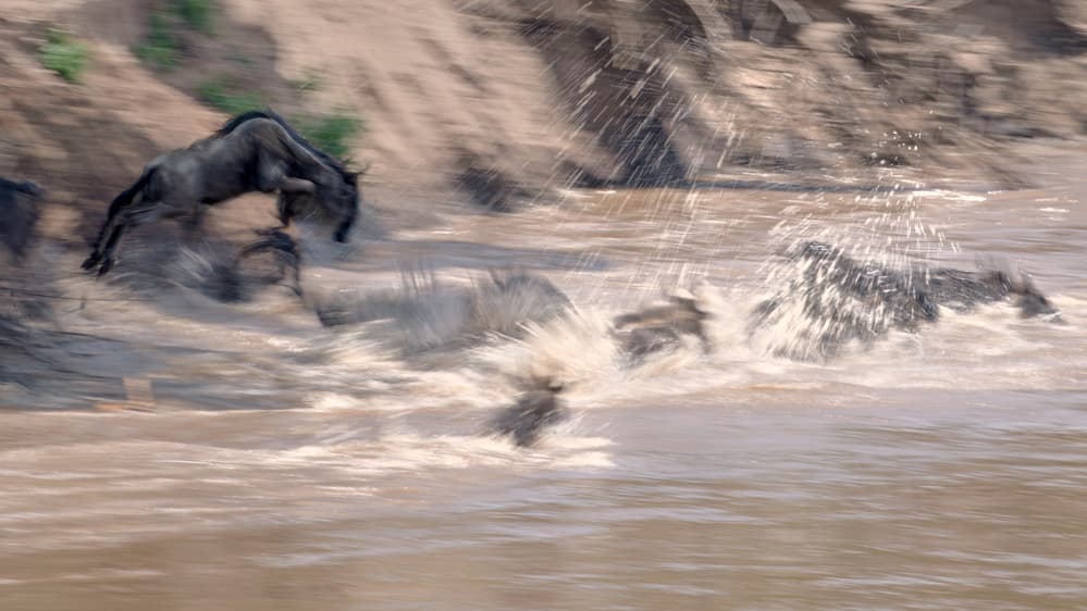 Wildebeest River Crossing by Jie Fischer — canvas wall art