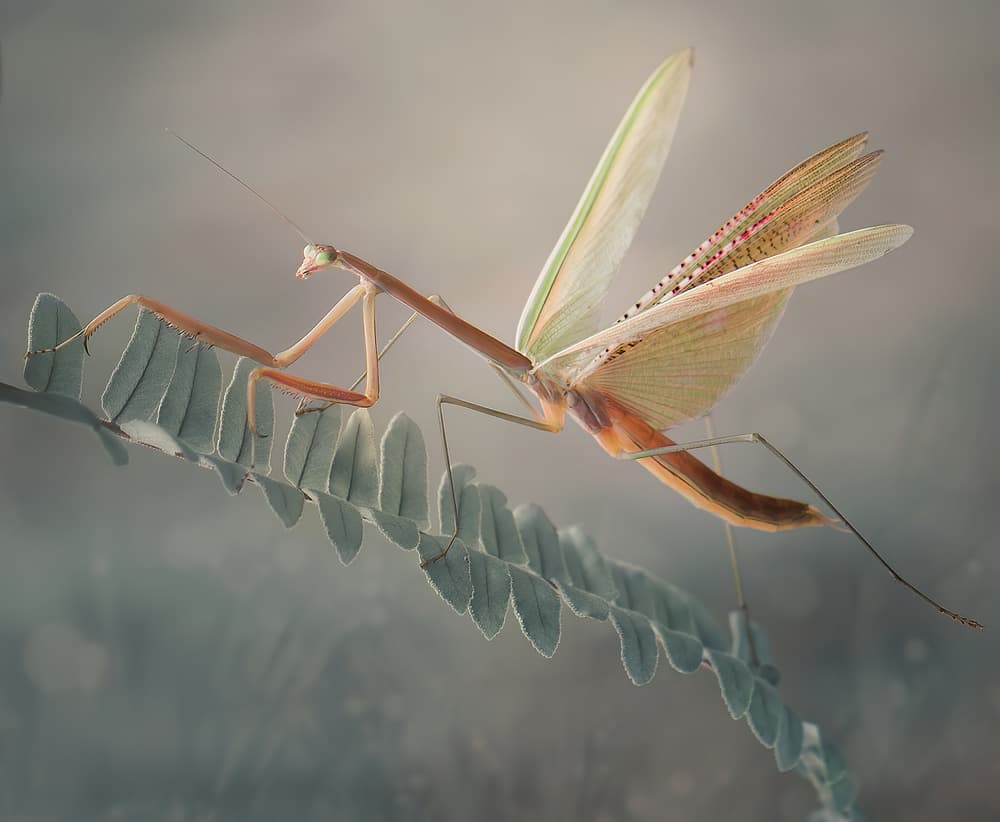 Graceful Mantis Unfurled by Rooswandy Juniawan — canvas wall art