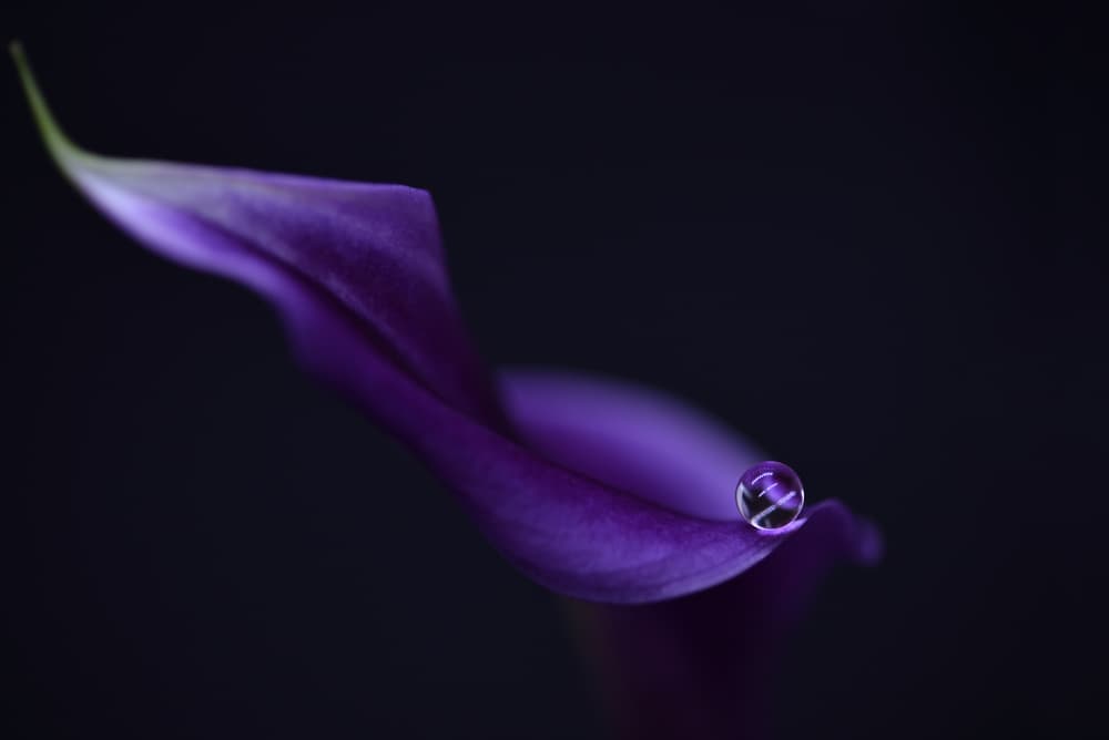 Purple Calla Drop by Heidi Westum — canvas wall art