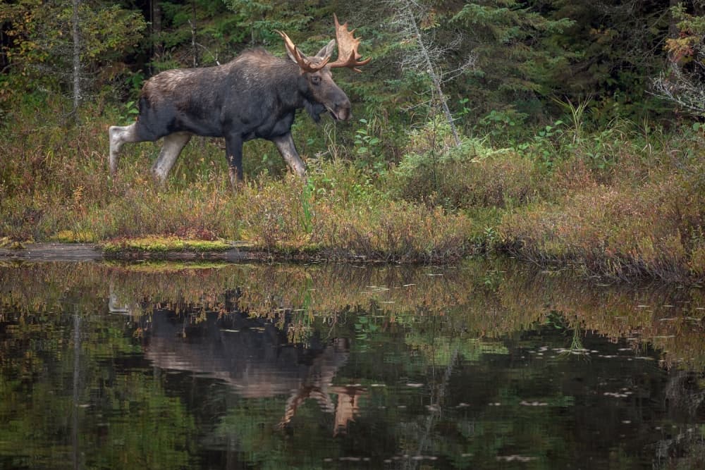 Majestic Moose Reflection by Nick Kalathas — canvas wall art