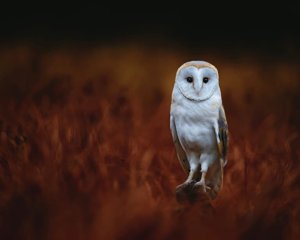 Focused Barn Owl by Michaela Firešová — canvas wall art