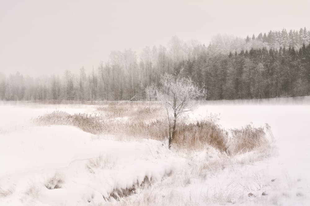 Frosted Winter Tree by Christina Sillen — canvas wall art