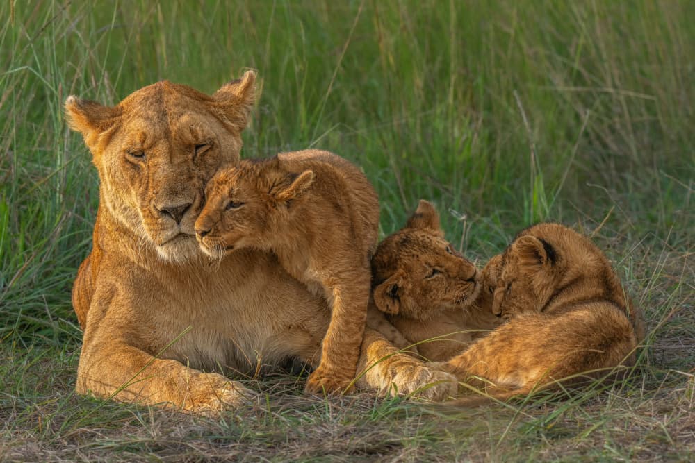 Tender Lioness Embrace by Yogesh Bhatia — canvas wall art