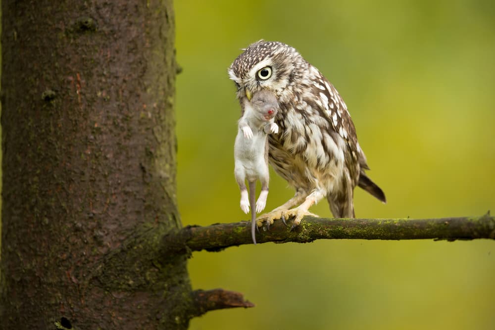 Little Owl With Prey by Milan Zygmunt — canvas wall art