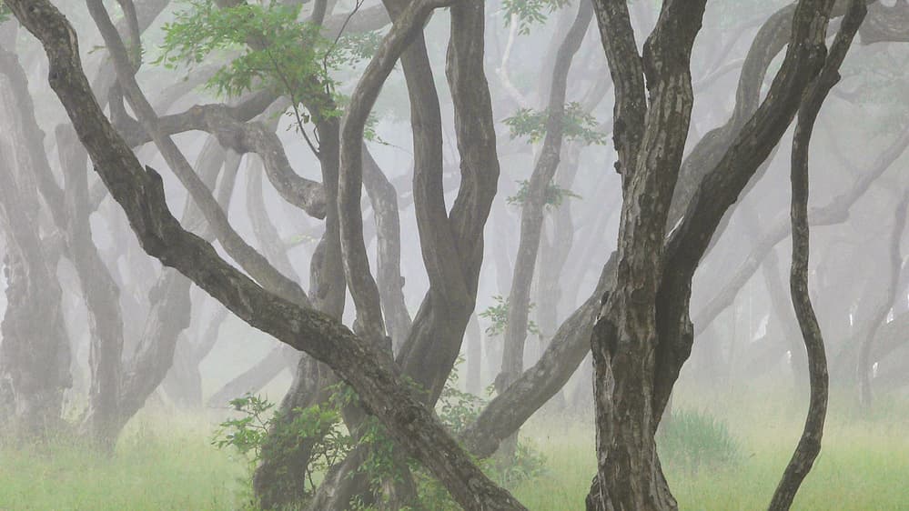 Misty Forest Trees by Shin Woo Ryu — canvas wall art