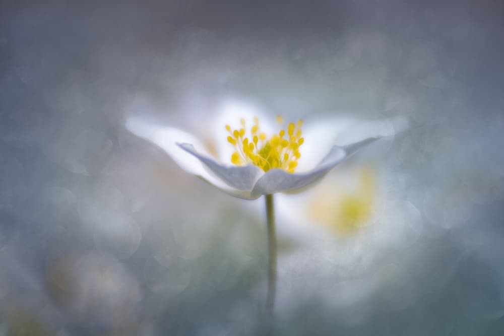 Soft White Spring Bloom by Ludwig Riml — canvas wall art