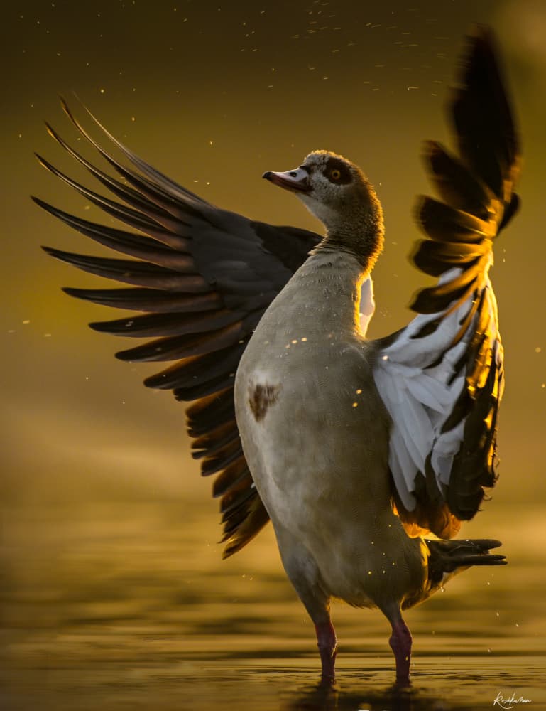 Egyptian Goose Golden Glow by Roshkumar — canvas wall art