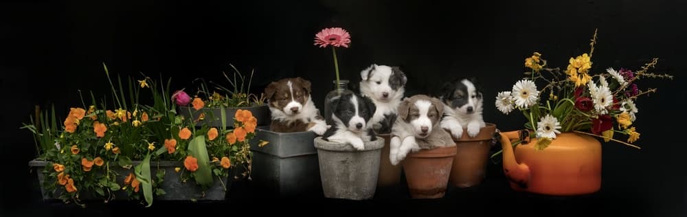 Spring Puppies in Pots by Gert van den Bosch — canvas wall art