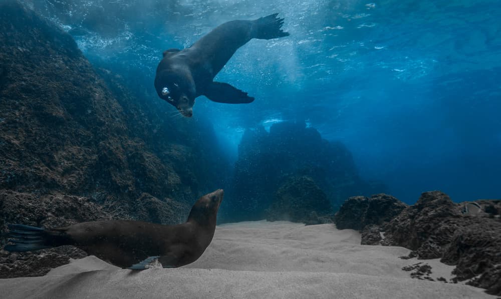 Sea Lion Encounter by Jennifer Lu — canvas wall art