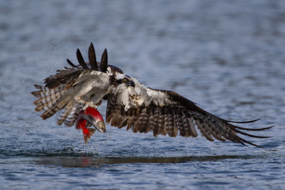 Dynamic Osprey Catch by Max Wang — canvas wall art