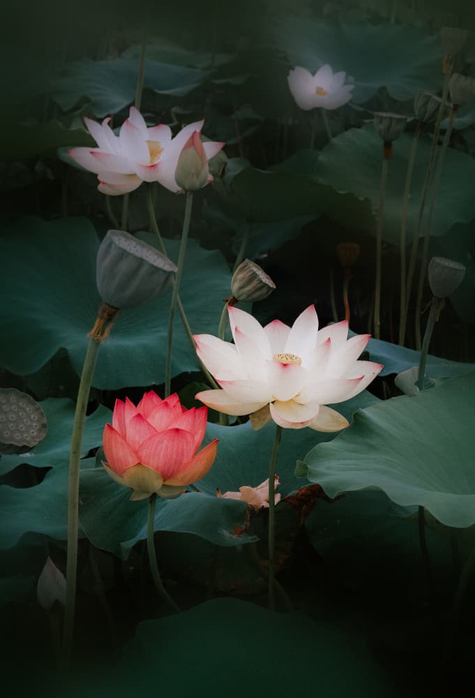 Serene Lotus Blooms by YoungIl Kim — canvas wall art