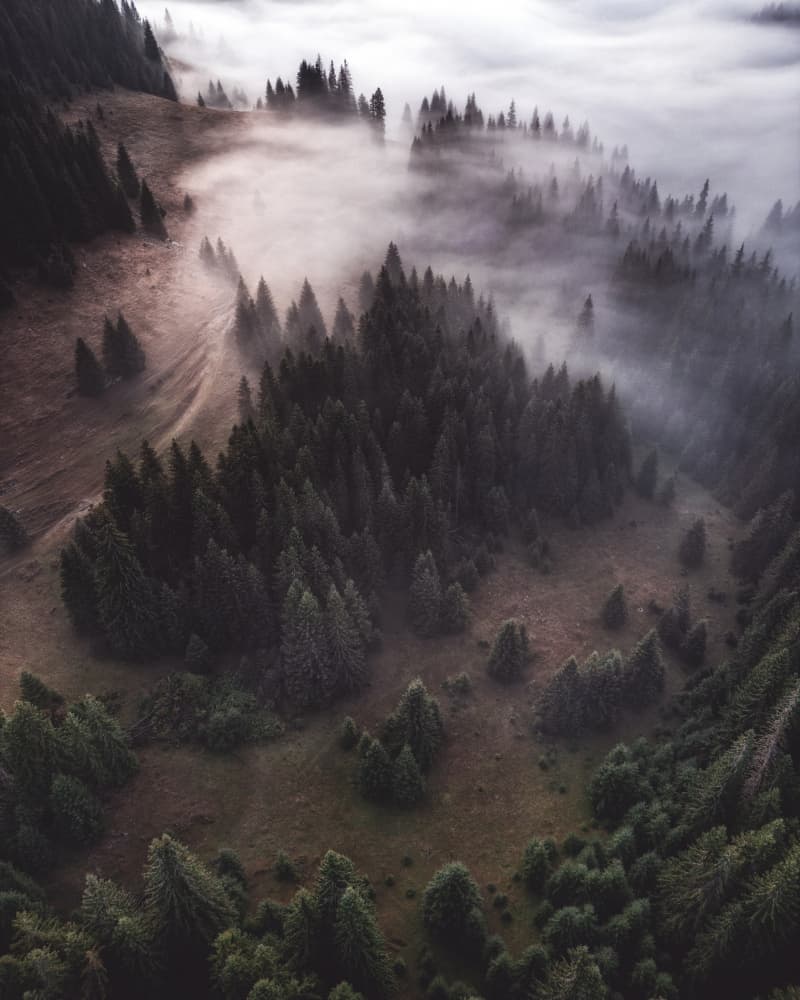 Misty Forest Valley by Pali Gerec — canvas wall art