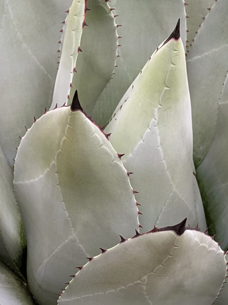 Silver Agave Spikes by Elizabeth Allen — canvas wall art